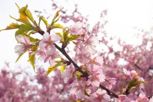 加茂川公園、河津桜、3月の春の花、愛知県豊田市の観光・撮影スポットの画像と写真
