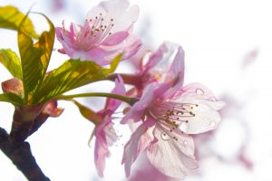 加茂川公園、河津桜、3月の春の花、愛知県豊田市の観光・撮影スポットの画像と写真