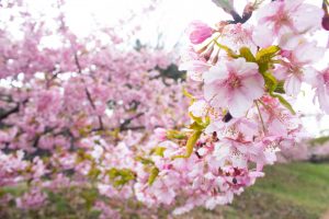 加茂川加茂川公園、河津桜、3月の春の花、愛知県豊田市の観光・撮影スポットの画像と写真