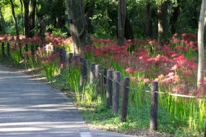 ワイルドネイチャープラザ、彼岸花、9月の秋の花、愛知県稲沢市の観光・撮影スポットの画像と写真