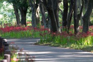 ワイルドネイチャープラザ、彼岸花、9月の秋の花、愛知県稲沢市の観光・撮影スポットの画像と写真