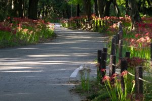 ワイルドネイチャープラザ、彼岸花、9月の秋の花、愛知県稲沢市の観光・撮影スポットの画像と写真ワイルドネイチャープラザ、彼岸花、9月の秋の花、愛知県稲沢市の観光・撮影スポットの画像と写真
