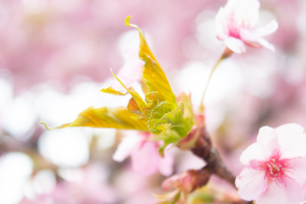 加茂川公園、河津桜、3月の春の花、愛知県豊田市の観光・撮影スポットの画像と写真