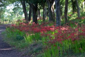 ワイルドネイチャープラザ、彼岸花、9月の秋の花、愛知県稲沢市の観光・撮影スポットの画像と写真
