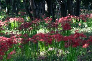 ワイルドネイチャープラザ、彼岸花、9月の秋の花、愛知県稲沢市の観光・撮影スポットの画像と写真ワイルドネイチャープラザ、彼岸花、9月の秋の花、愛知県稲沢市の観光・撮影スポットの画像と写真