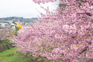 加茂川公園、河津桜、3月の春の花、愛知県豊田市の観光・撮影スポットの画像と写真