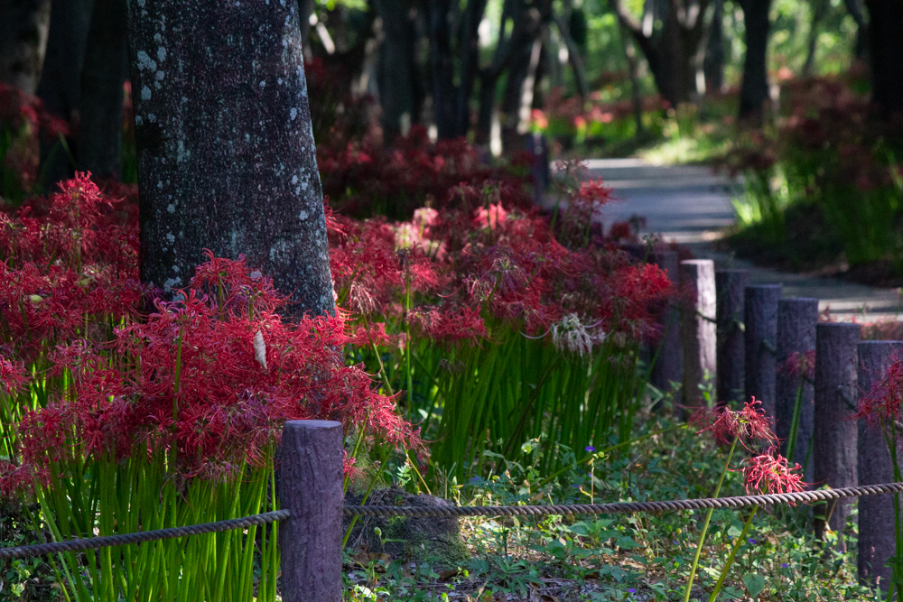 ワイルドネイチャープラザ、彼岸花、9月の秋の花、愛知県稲沢市の観光・撮影スポットの画像と写真