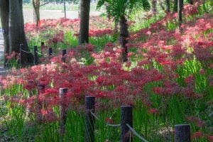 ワイルドネイチャープラザ、彼岸花、9月の秋の花、愛知県稲沢市の観光・撮影スポットの画像と写真
