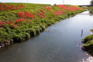 津屋川、彼岸花、9月の秋の花、岐阜県海津市の観光・撮影スポットの画像と写真