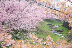 加茂川公園、河津桜、3月の春の花、愛知県豊田市の観光・撮影スポットの画像と写真加茂川公園、河津桜、3月の春の花、愛知県豊田市の観光・撮影スポットの画像と写真