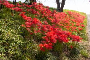 津屋川、彼岸花、9月の秋の花、岐阜県海津市の観光・撮影スポットの画像と写真