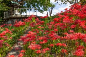津屋川、彼岸花、9月の秋の花、岐阜県海津市の観光・撮影スポットの画像と写真