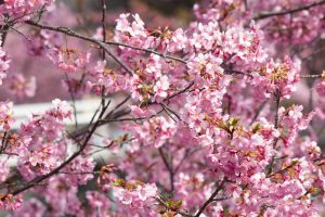 加茂川公園、河津桜、3月の春の花、愛知県豊田市の観光・撮影スポットの画像と写真