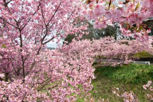 加茂川公園、河津桜、3月の春の花、愛知県豊田市の観光・撮影スポットの画像と写真