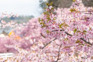 加茂川公園、河津桜、3月の春の花、愛知県豊田市の観光・撮影スポットの画像と写真