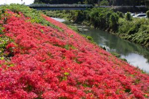 津屋川、彼岸花、9月の秋の花、岐阜県海津市の観光・撮影スポットの画像と写真