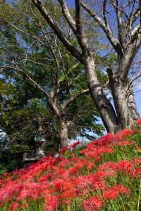 津屋川、彼岸花、9月の秋の花、岐阜県海津市の観光・撮影スポットの画像と写真