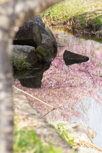 加茂川公園、河津桜、3月の春の花、愛知県豊田市の観光・撮影スポットの画像と写真