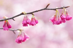 加茂川公園、河津桜、3月の春の花、愛知県豊田市の観光・撮影加茂川公園、河津桜、3月の春の花、愛知県豊田市の観光・撮影スポットの画像と写真