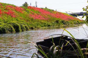 津屋川、彼岸花、9月の秋の花、岐阜県海津市の観光・撮影スポットの画像と写真