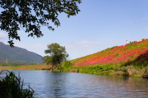 津屋川、彼岸花、9月の秋の花、岐阜県海津市の観光・撮影スポットの画像と写真