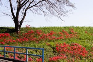 津屋川、彼岸花、9月の秋の花、岐阜県海津市の観光・撮影スポットの画像と写真