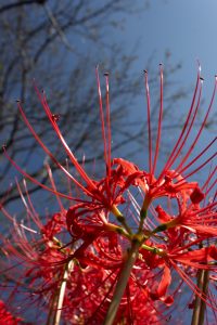 津屋川、彼岸花、9月の秋の花、岐阜県海津市の観光・撮影スポットの画像と写真