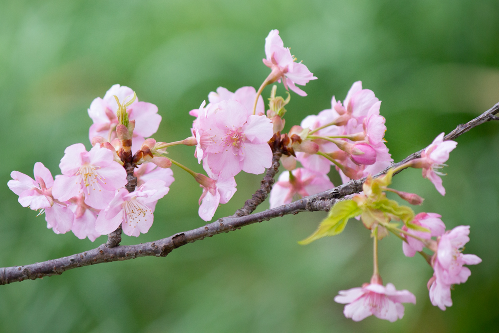加茂川公園、河津桜、3月の春の花、愛知県豊田市の観光・撮影スポットの画像と写真