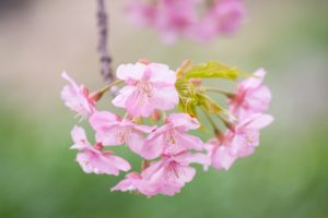 加茂川公園、河津桜、3月の春の花、愛知県豊田市の観光・撮影スポットの画像と写真