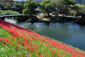 津屋川、彼岸花、9月の秋の花、岐阜県海津市の観光・撮影スポットの画像と写真