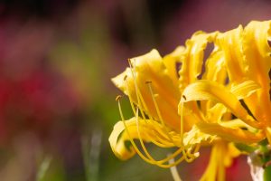 津屋川、彼岸花、9月の秋の花、岐阜県海津市の観光・撮影スポットの画像と写真