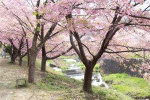 加茂川公園、河津桜、3月の春の花、愛知県豊田市の観光・撮影スポットの画像と写真