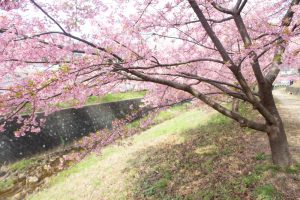 加茂川公園、河津桜、3月の春の花、愛知県豊田市の観光・撮影スポットの画像と写真