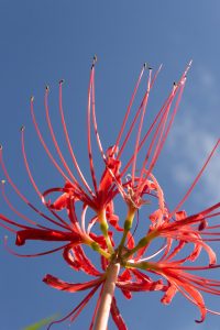 津屋川、彼岸花、9月の秋の花、岐阜県海津市の観光・撮影スポットの画像と写真