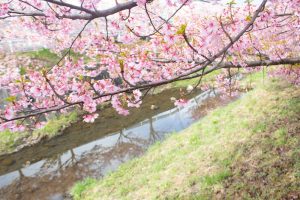 加茂川公園、河津桜、3月の春の花、愛知県豊田市の観光・撮影スポットの画像と写真