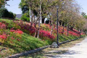 天王川公園、彼岸花、9月の秋の花、愛知県稲沢市の観光・撮影スポットの画像と写真