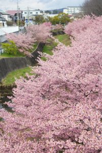加茂川公園、河津桜、3月の春の花、愛知県豊田市の観光・撮影スポットの画像と写真
