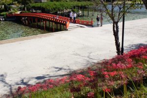 天王川公園、彼岸花、9月の秋の花、愛知県稲沢市の観光・撮影スポットの画像と写真