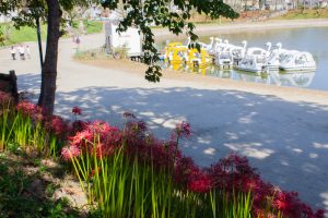 天王川公園、彼岸花、9月の秋の花、愛知県稲沢市の観光・撮影スポットの画像と写真