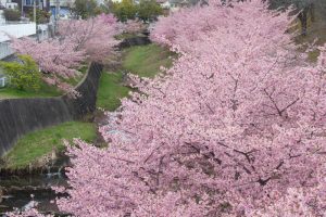 加茂川公園、河津桜、3月の春の花、愛知県豊田市の観光・撮影スポットの画像と写真