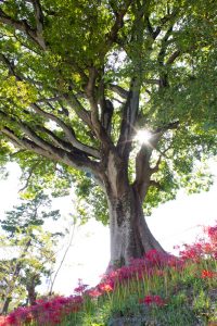 天王川公園、彼岸花、9月の秋の花、愛知県稲沢市の観光・撮影スポットの画像と写真