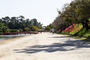 天王川公園、彼岸花、9月の秋の花、愛知県稲沢市の観光・撮影スポットの画像と写真