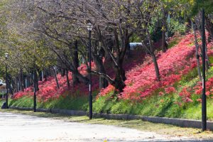 天王川公園、彼岸花、9月の秋の花、愛知県稲沢市の観光・撮影スポットの画像と写真