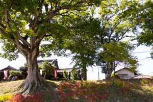 天王川公園、彼岸花、9月の秋の花、愛知県稲沢市の観光・撮影スポットの画像と写真