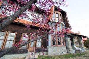 文化のみち二葉館、オオカンザクラの並木道、3月の春の花、名古屋市東区の観光・撮影スポットの画像と写真