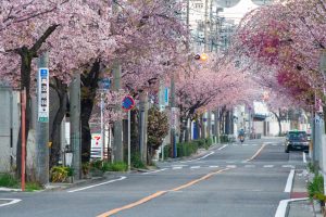 文化のみち二葉館、オオカンザクラの並木道、3月の春の花、名古屋市東区の観光・撮影スポットの画像と写真文化のみち二葉館、オオカンザクラの並木道、3月の春の花、名古屋市東区の観光・撮影スポットの画像と写真