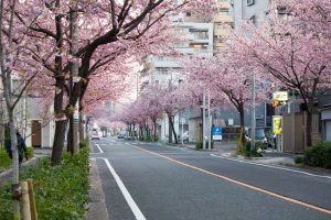 文化のみち二葉館、オオカンザクラの並木道、3月の春の花、名古屋市東区の観光・撮影スポットの画像と写真