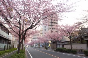 文化のみち二葉館、オオカンザクラの並木道、3月の春の花、名古屋市東区の観光・撮影スポットの画像と写真