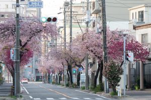 文化のみち文化のみち二葉館、オオカンザクラの並木道、3月の春の花、名古屋市東区の観光・撮影スポットの画像と写真