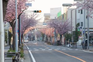 文化のみち二葉館、オオカンザクラの並木道、3月の春の花、名古屋市東区の観光・撮影スポットの画像と写真